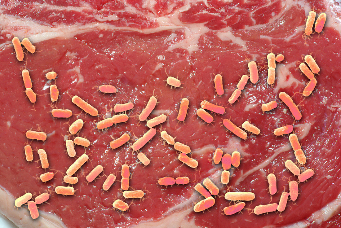 Beef Contaminated with E. coli