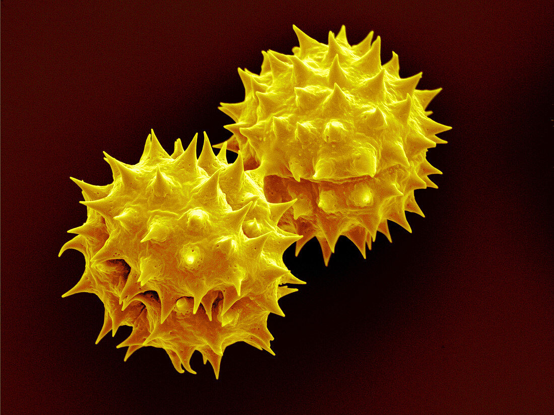 Jerusalem Artichoke Pollen,SEM