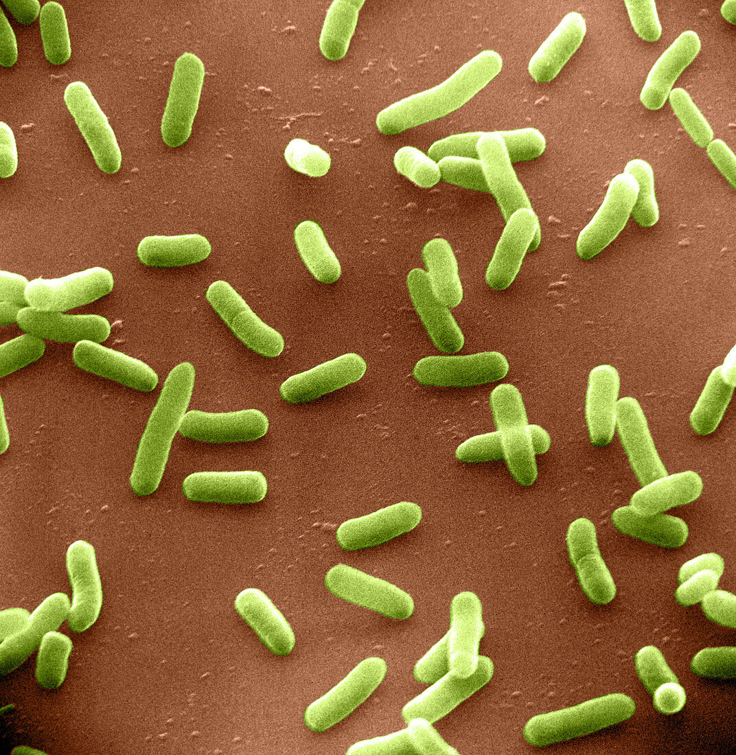 E. coli Bacteria,SEM