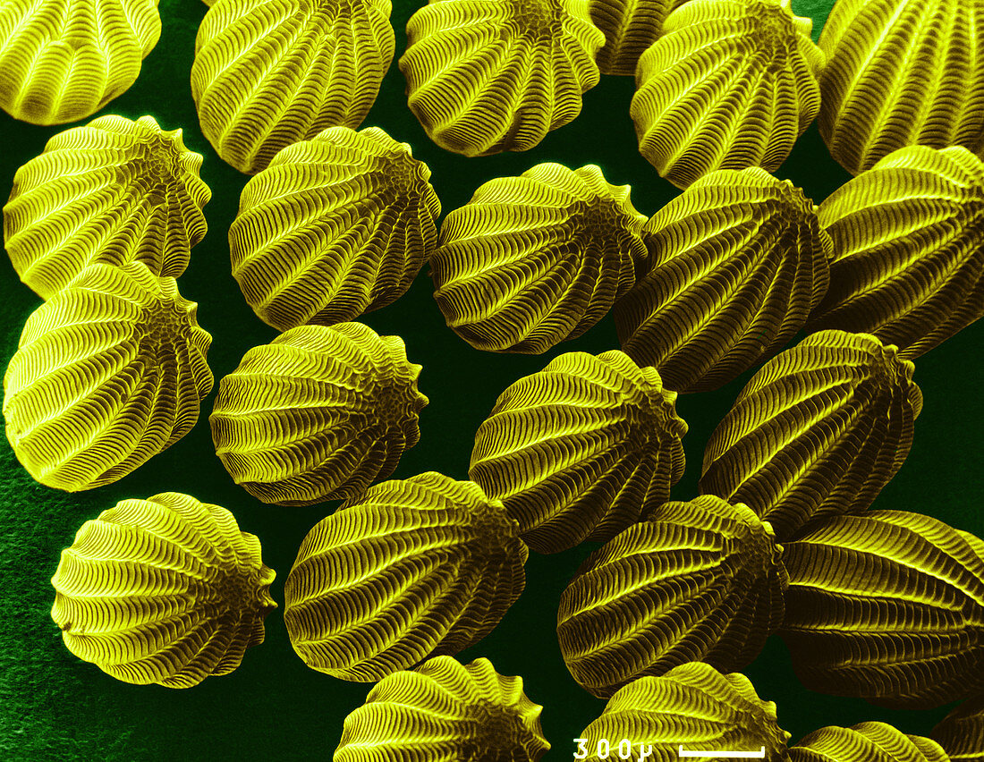 Butterfly Eggs,SEM