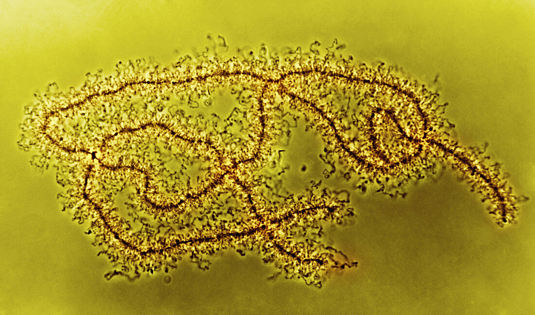 Lampbrush Chromosomes (Newt),LM