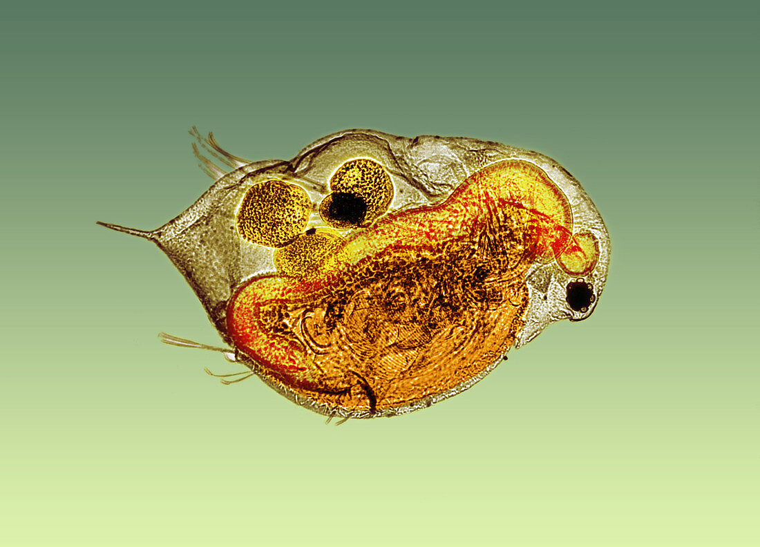 Daphnia