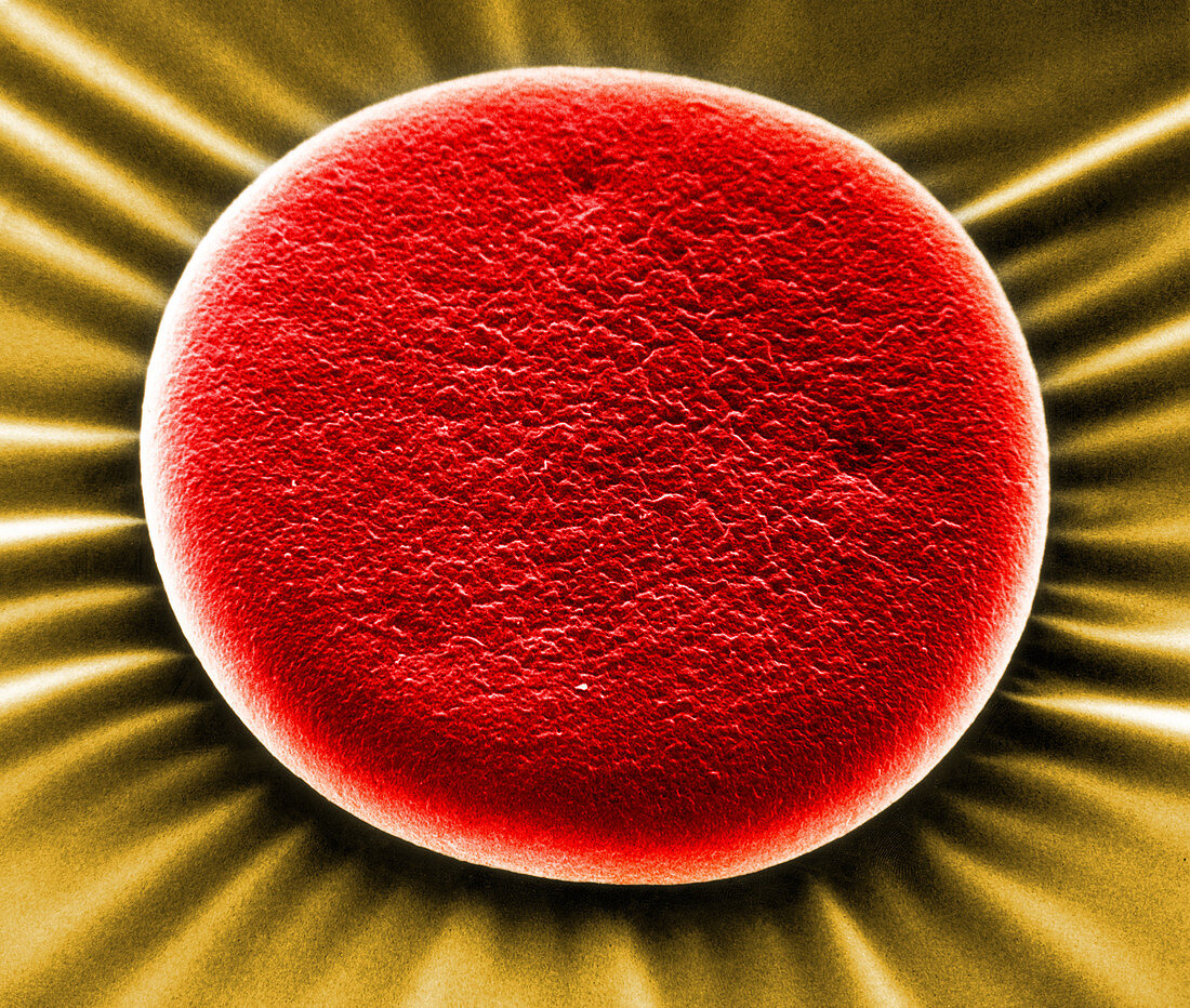 Red Blood Cell,SEM