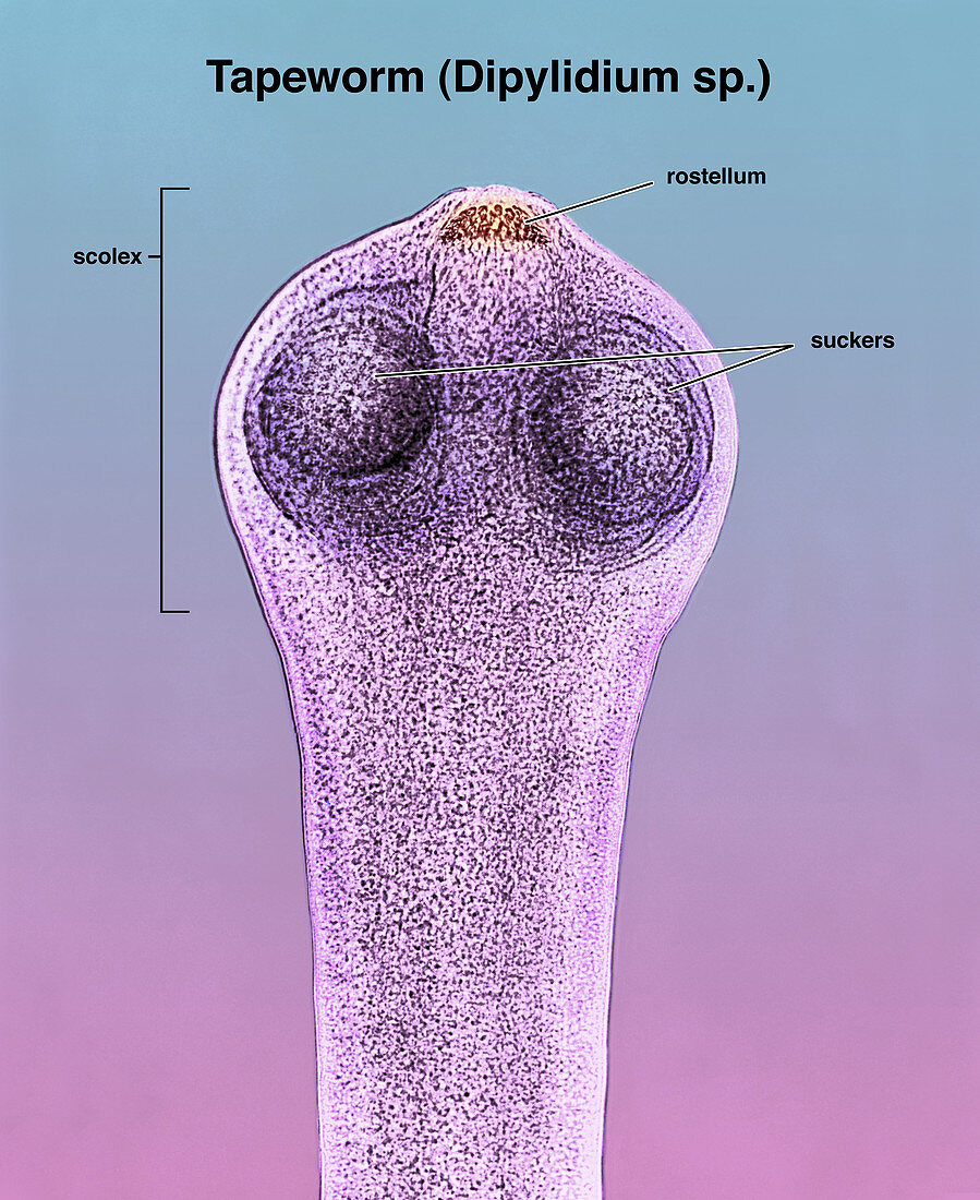Scolex of a Tapeworm (Dipylidium sp.)