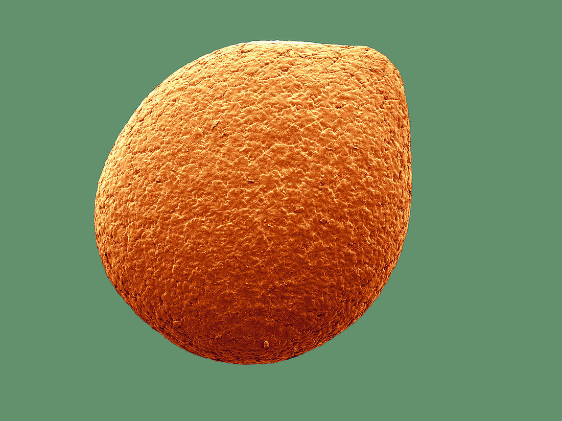 Thyme Seed,SEM