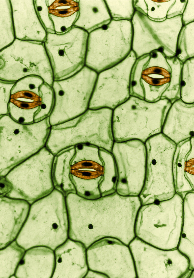 Guard Cells and Stomates,LM