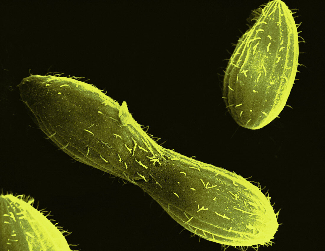 Tetrahymena,Protozoa,SEM