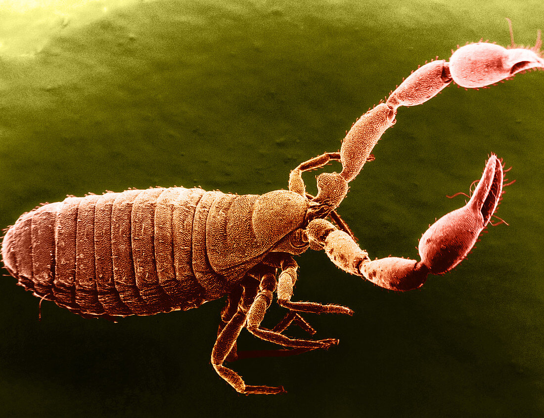 Pseudoscorpion,SEM