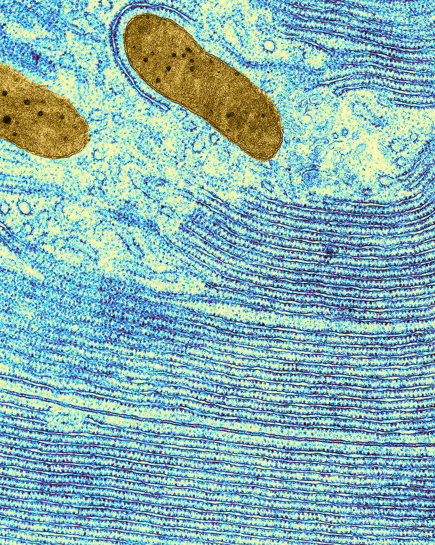 Pancreatic Cell from Bat,TEM