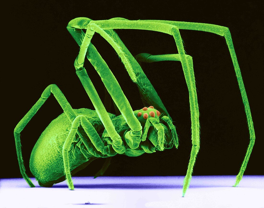 Orchard Spider,SEM