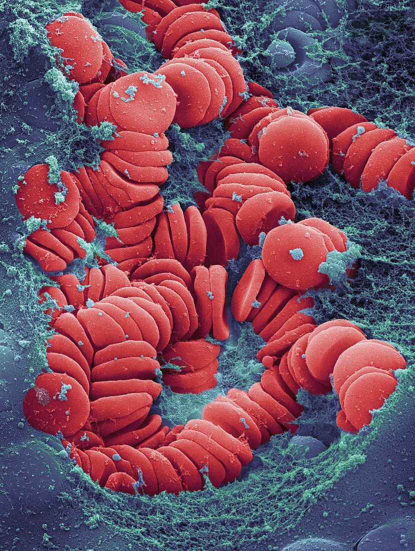 Human Red Blood Cells,SEM