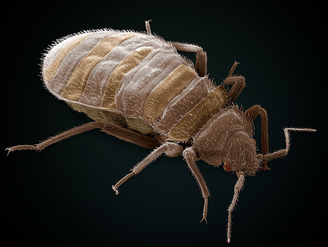 Bedbug,Cimex Lectularius,SEM