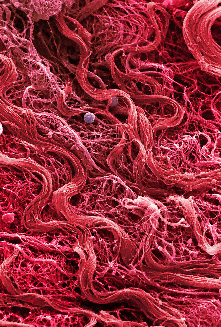 Human Muscle Tissue,SEM