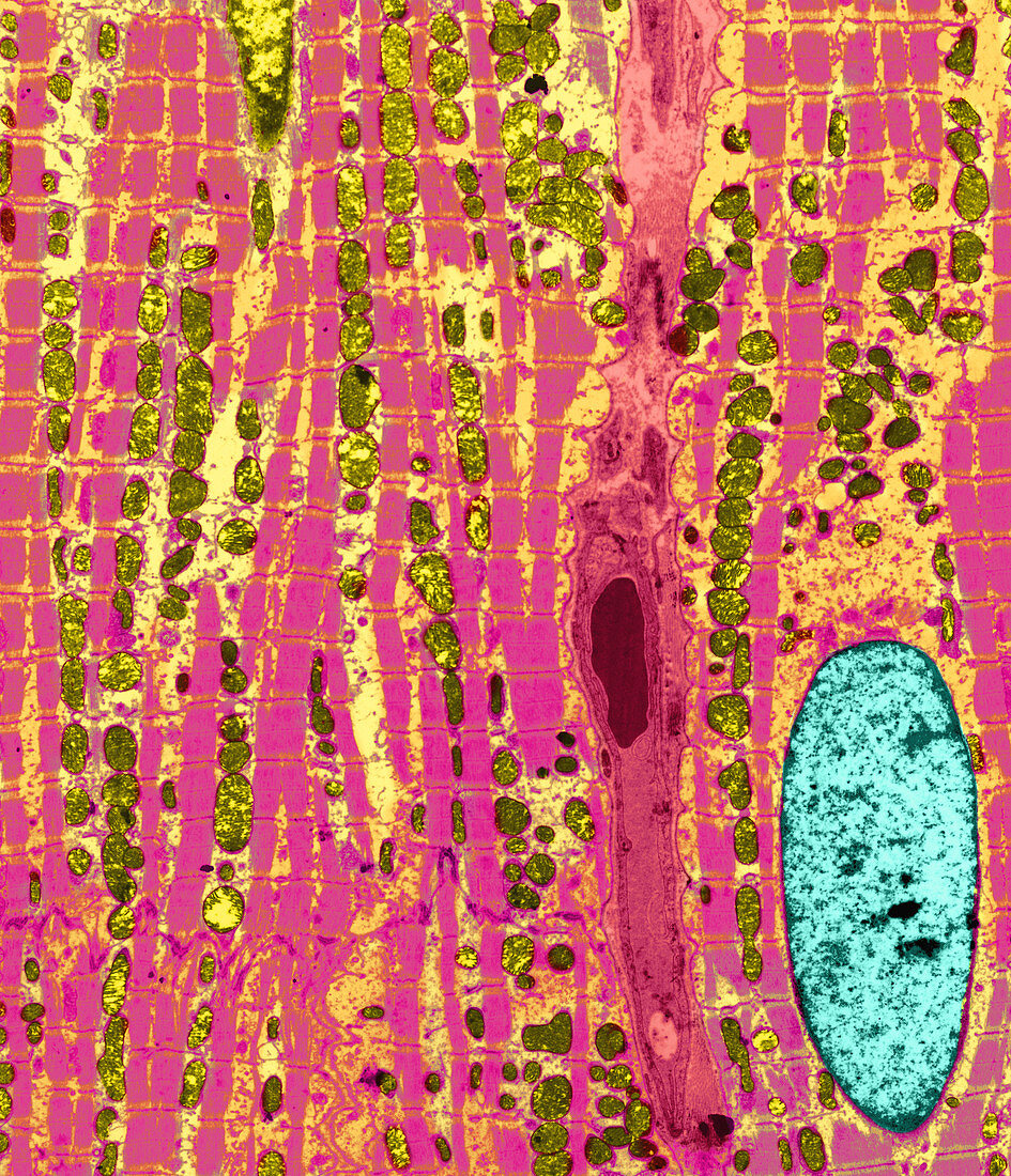 Cardiac Muscle,Sarcomeres,Mitochondria