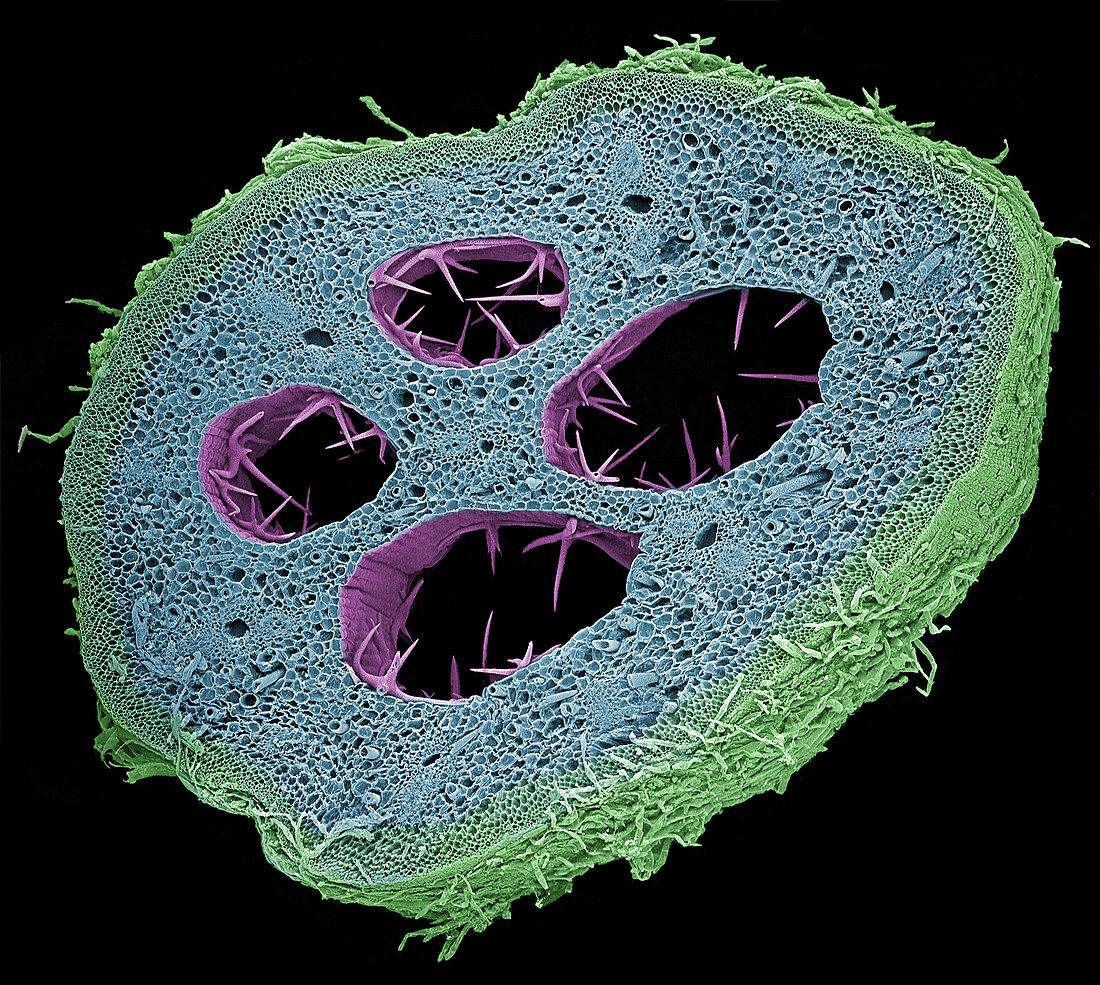 Stem of a Water Lily,SEM