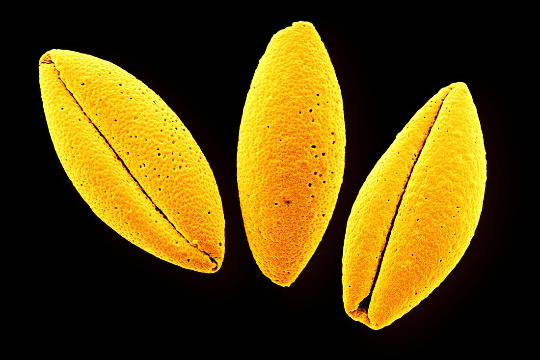 Asparagus Pollen,SEM