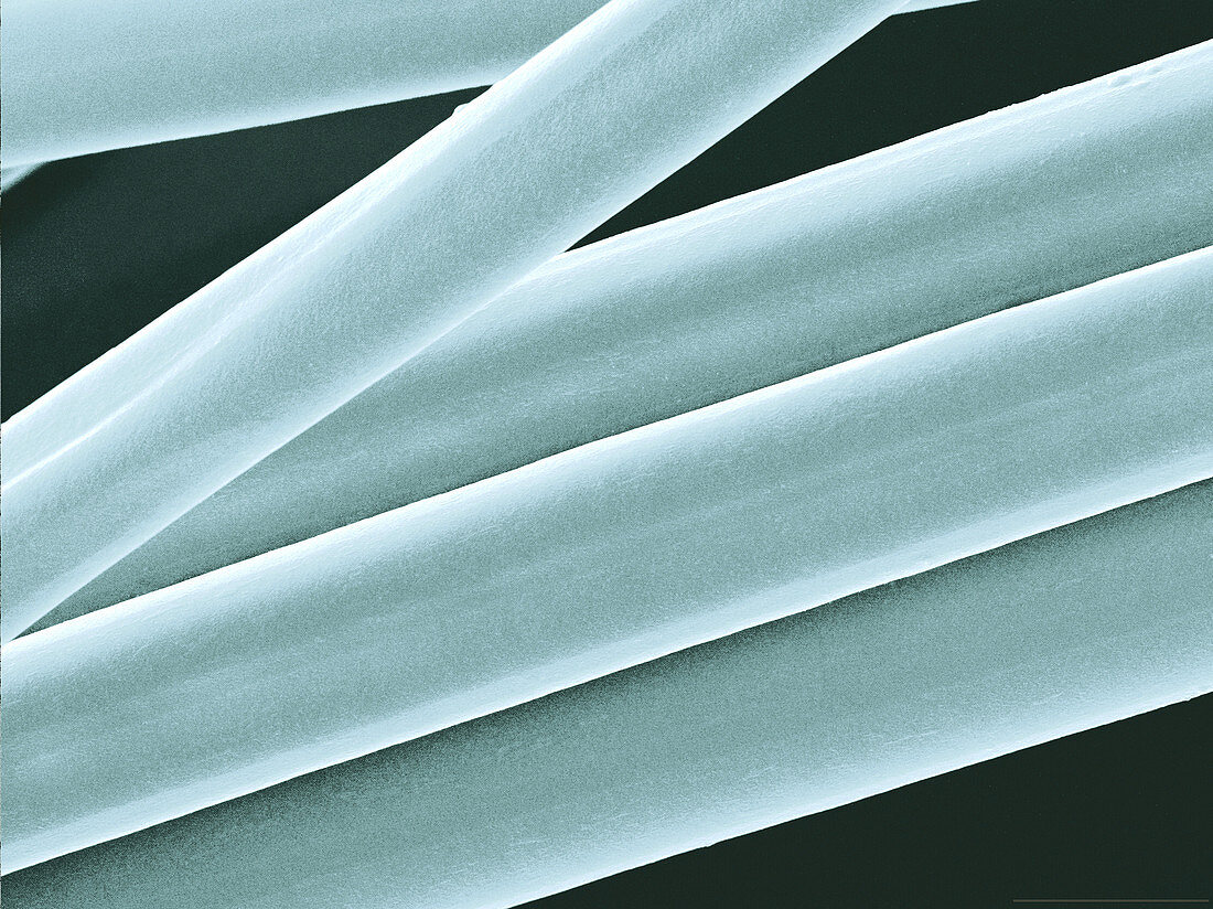 Milkweed Fibers,SEM