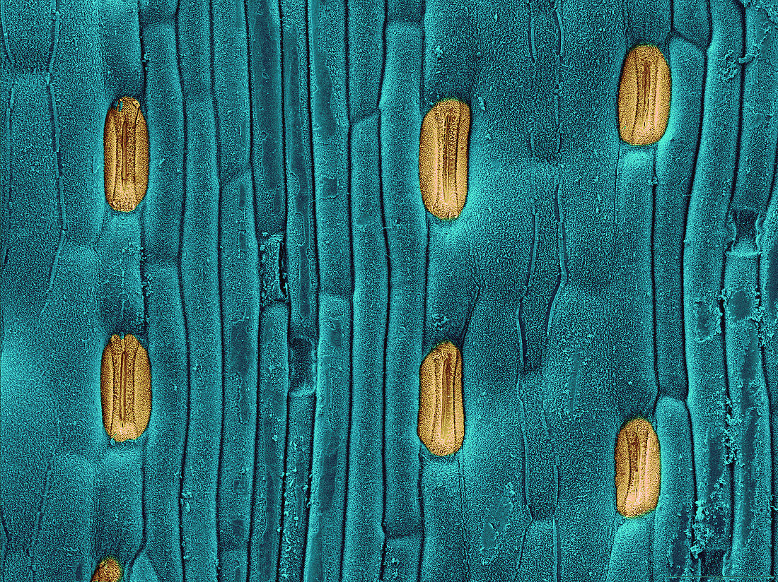 Wheat Leaf Stomata,SEM