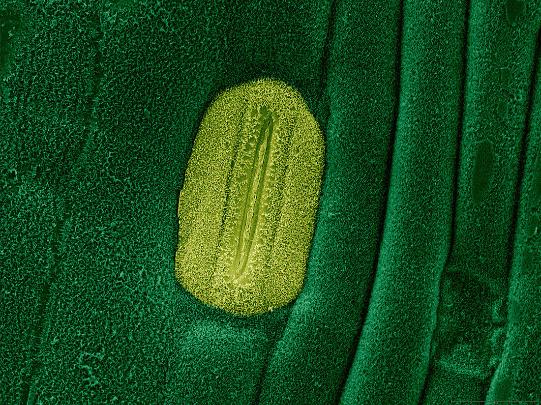 Wheat Leaf Stomata,SEM