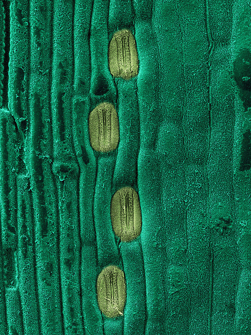 Wheat Leaf Stomata,SEM