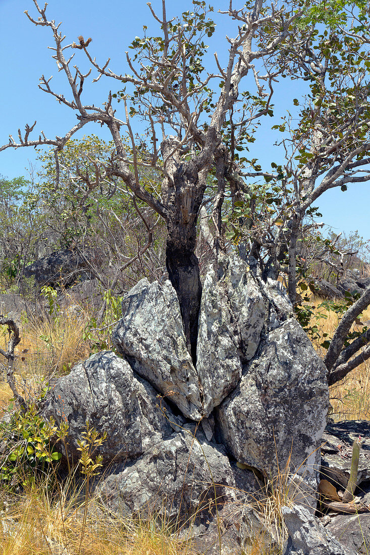 Tree grows from Rock