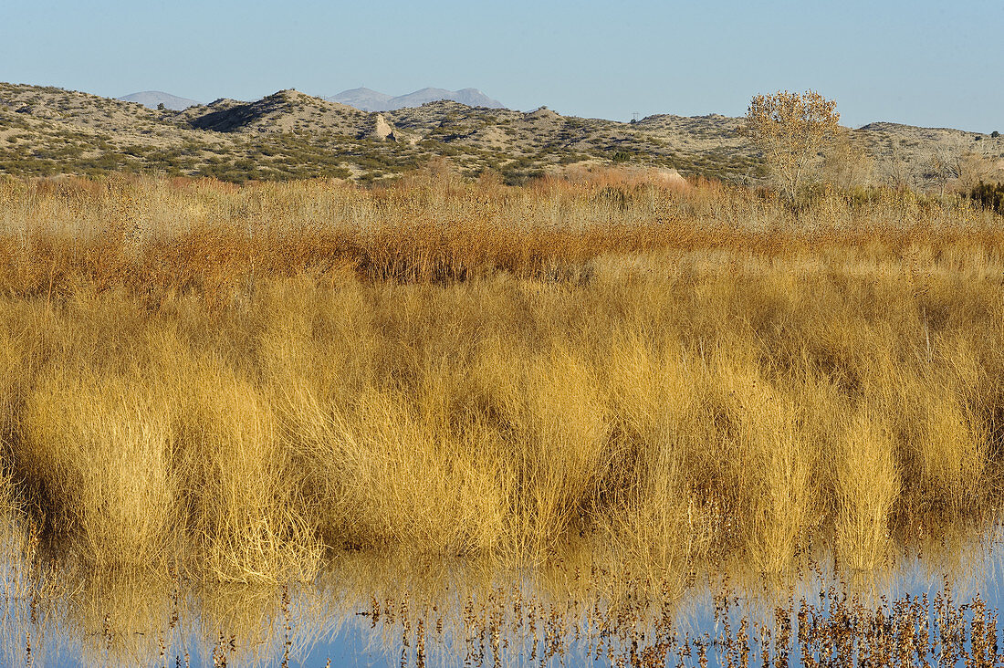Marsh Lands in Wildlife Refuge