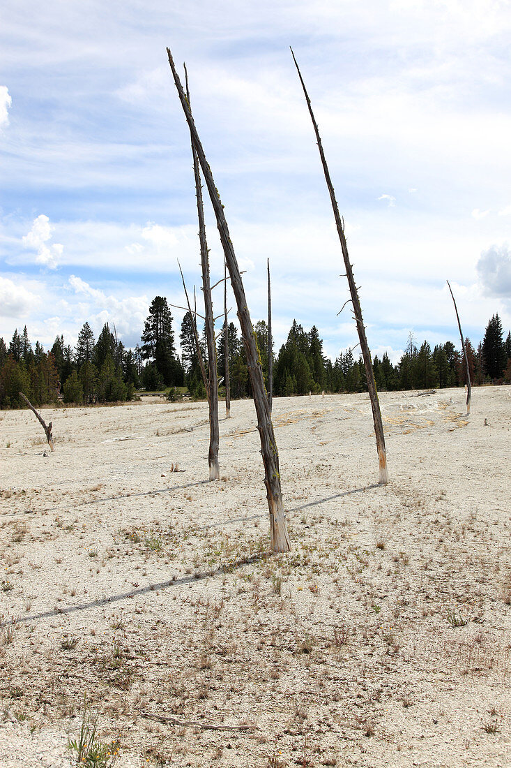Dead Trees,Yellowstone