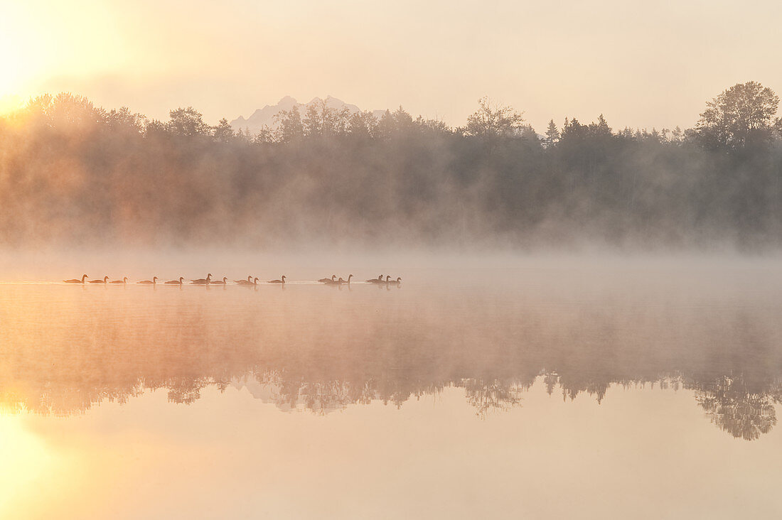 Geese in Sunrise and Fog,Lake Cassidy