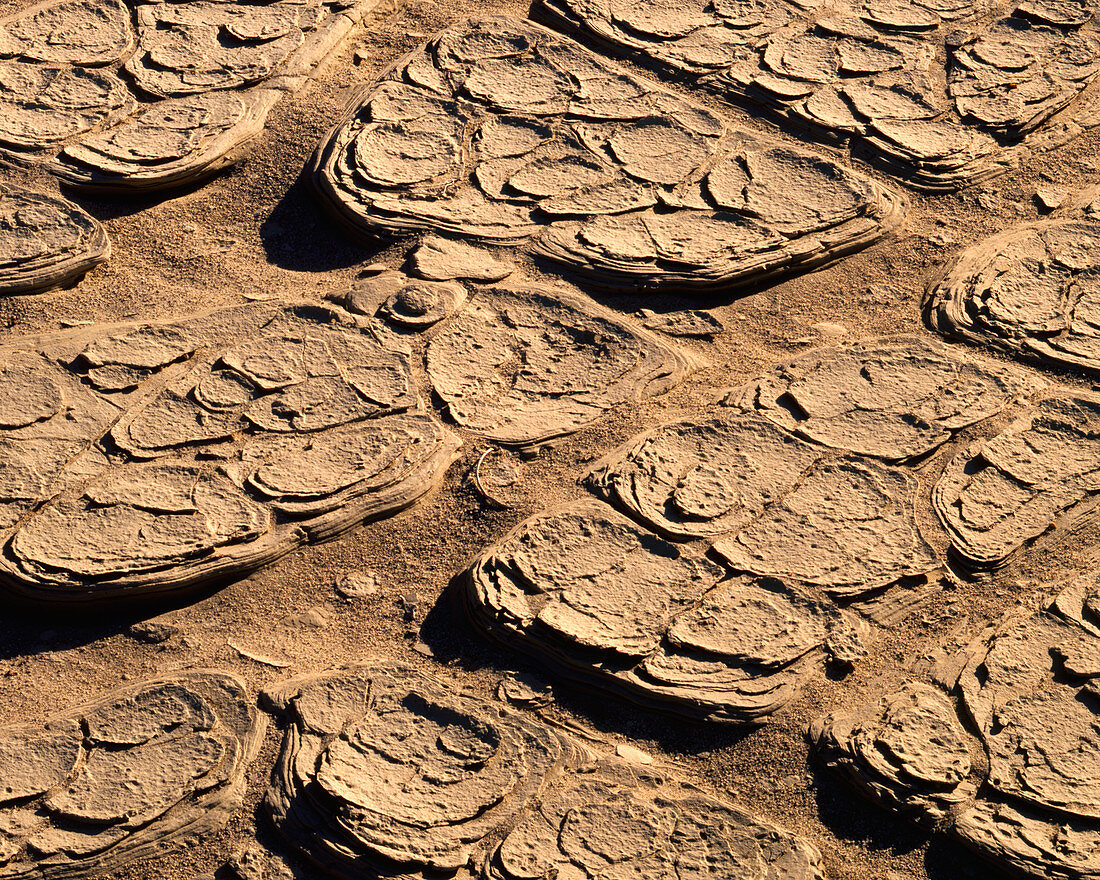Dried mud patterns