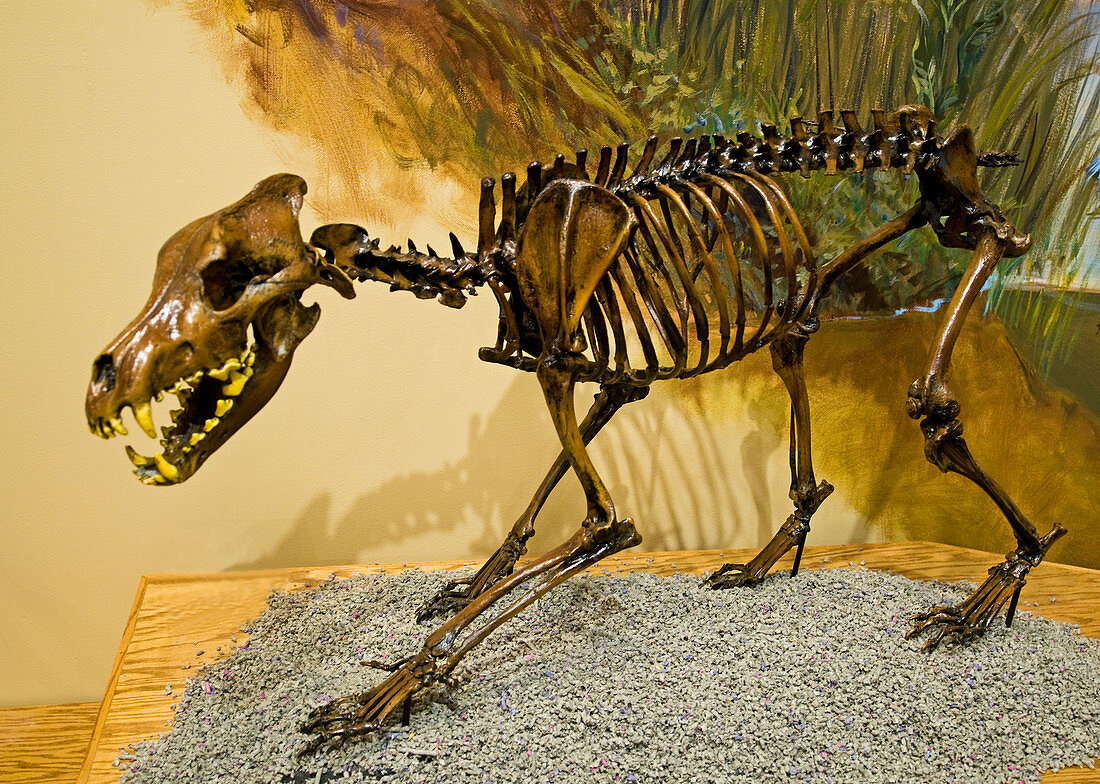 Dire Wolf Fossil