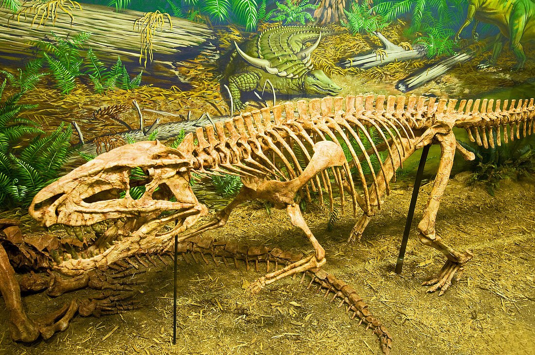 Postosuchus Fossil