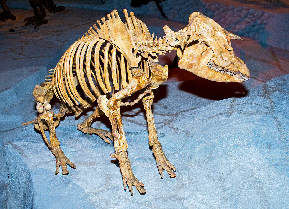Florida Tapir Fossil