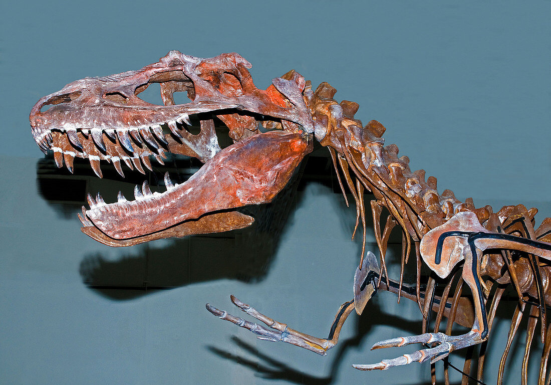 Albertosaurus Fossil Skeleton