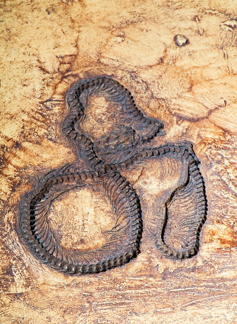 Python Fossil