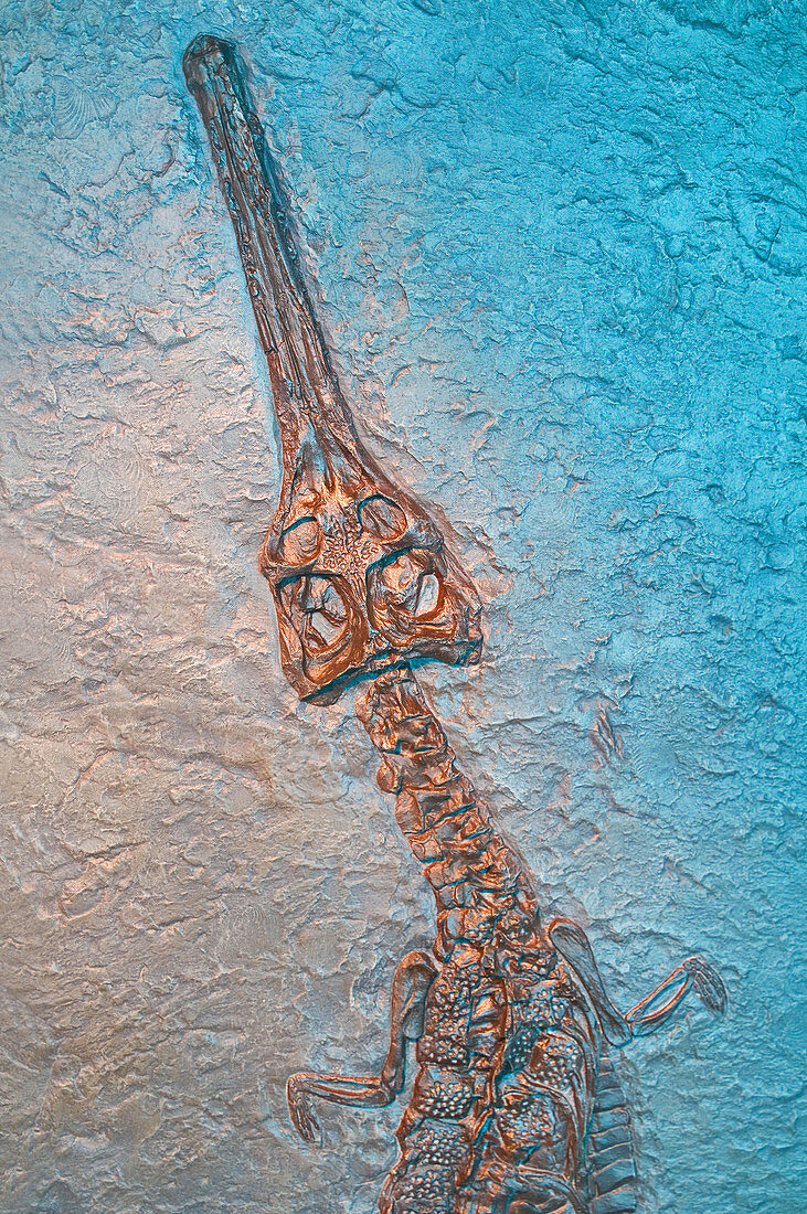 Crocodile Fossil