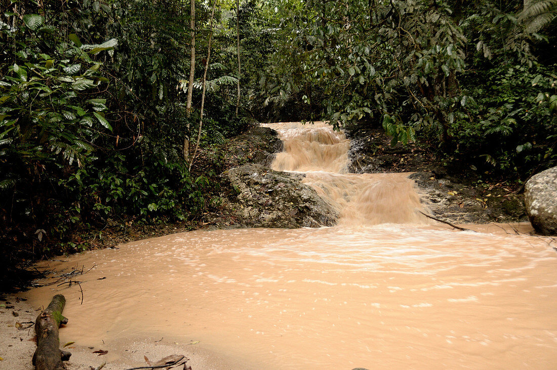 Muddy Stream in Rainforest