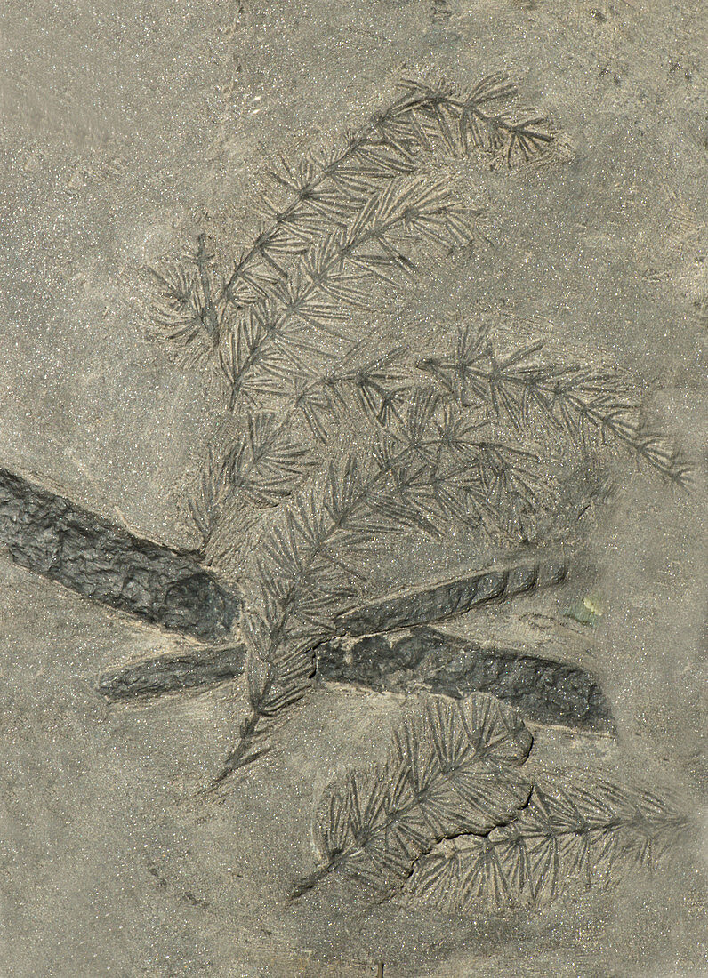 Annularia Plant Fossil