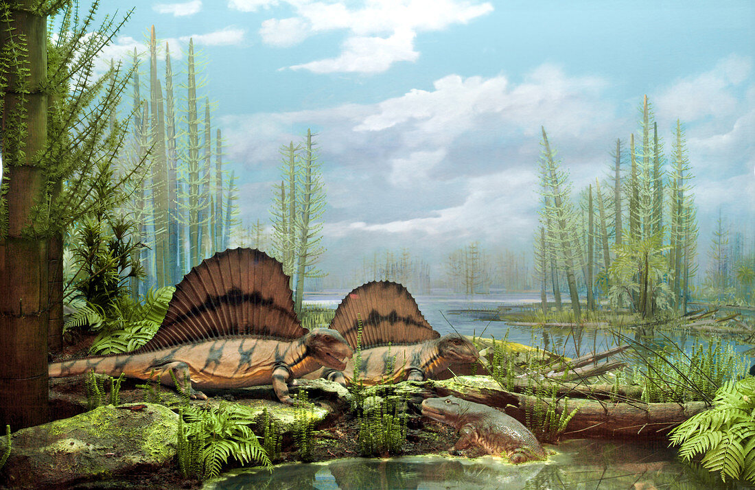 Dimetrodons in Permian Scene