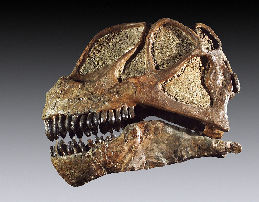 Fossil Camarasaurus Skull