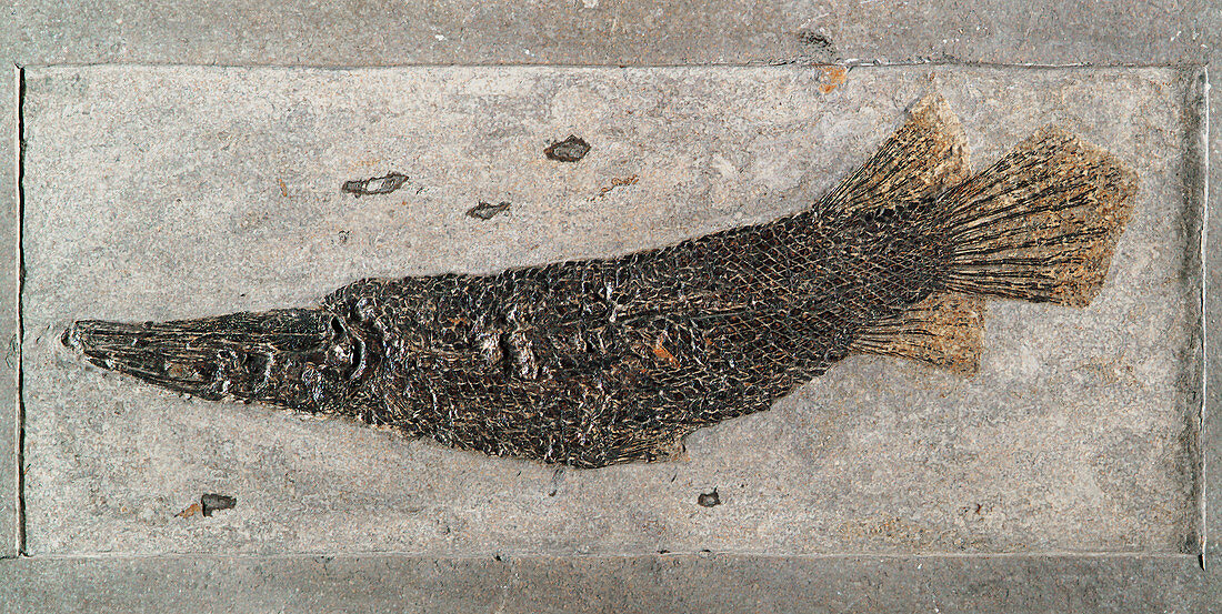 Fossil Gar Fish