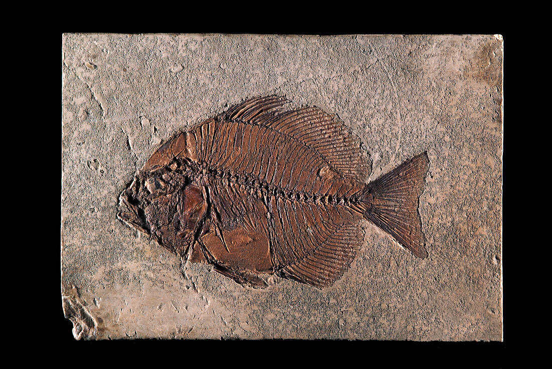 Fossil Fish