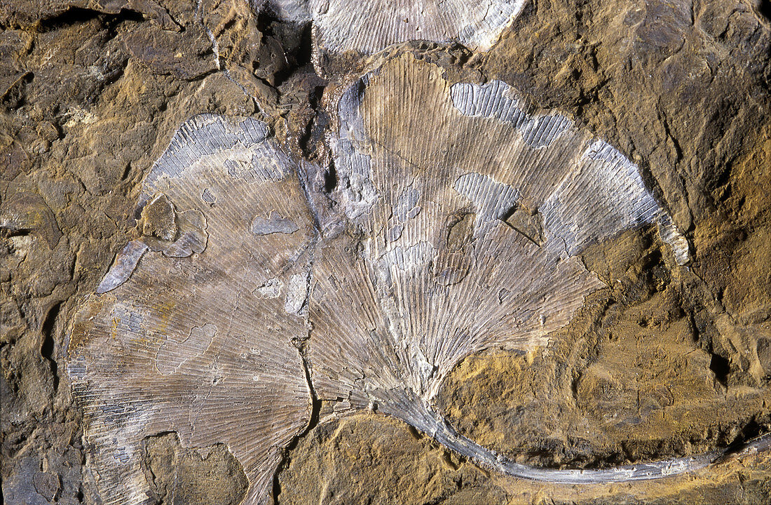 Ginkgo Leaf Fossil