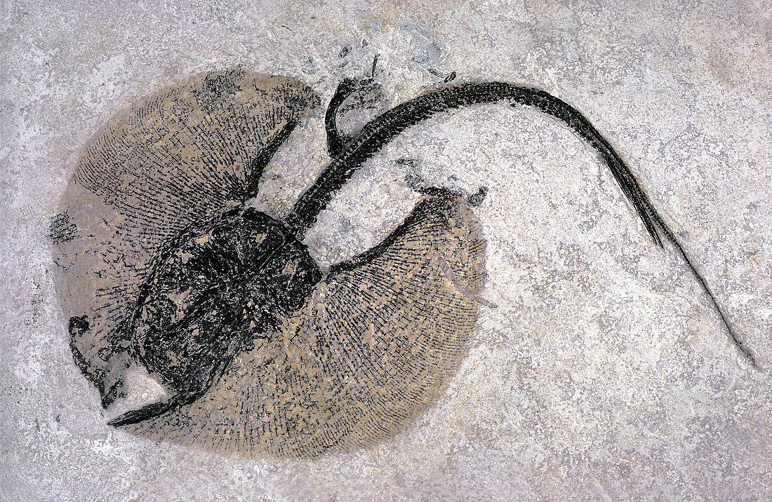 Fossil stingray