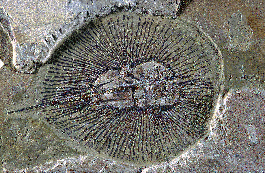 Fossil Ray