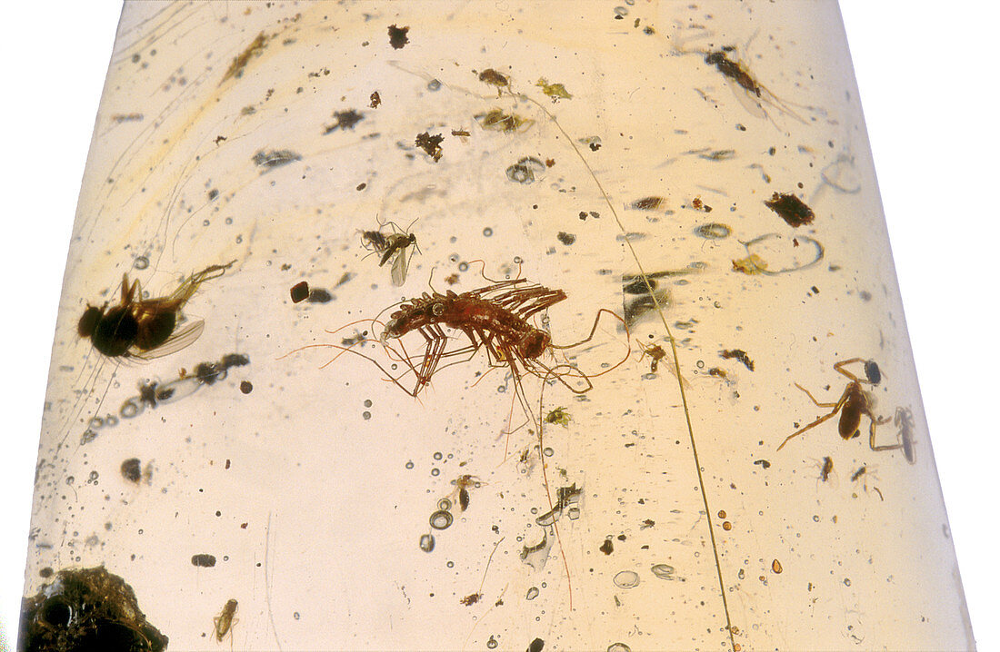 Centipede in Amber