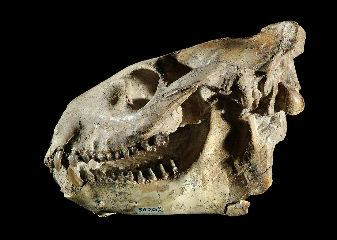 Oreodont Skull