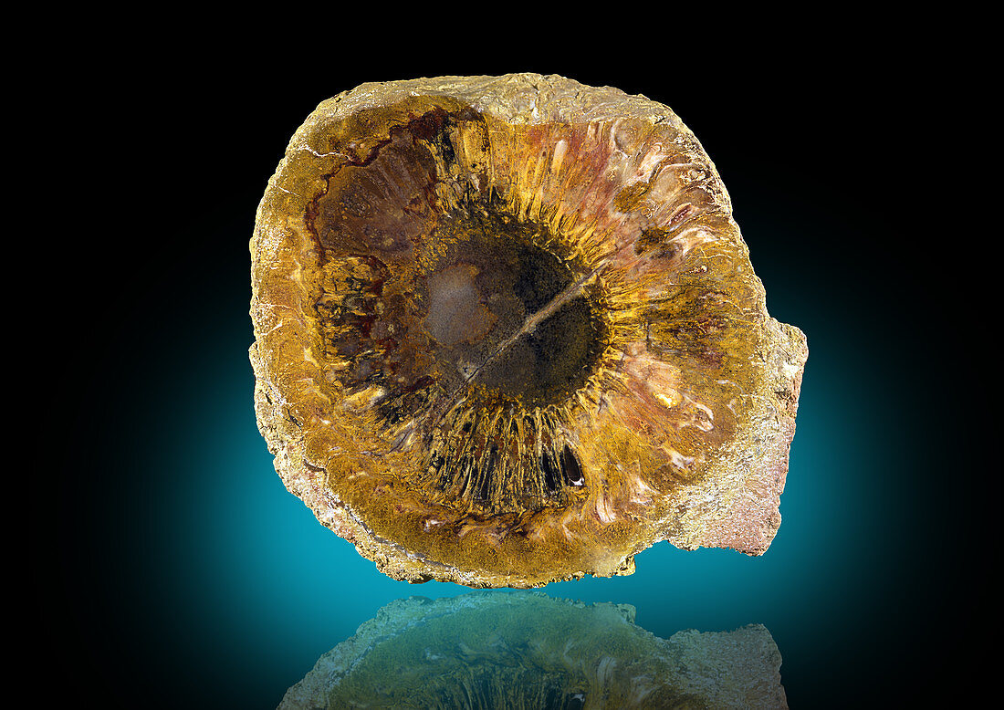 Fossilized Araucarites Cone