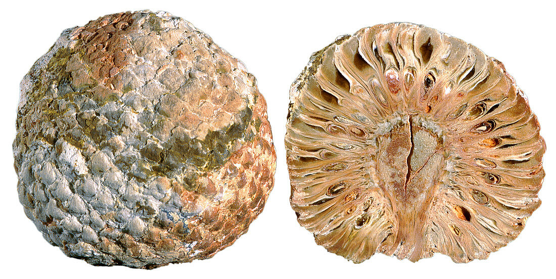 Araucaria fossil