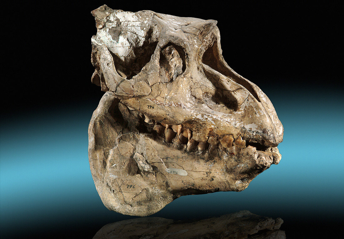 Fossil Mammal Skull