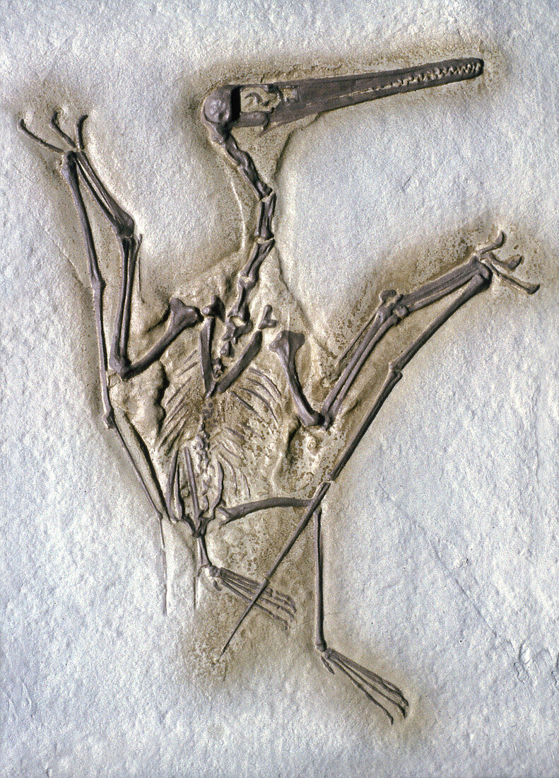 Pterodactyl Fossil